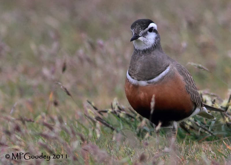 Dotterel