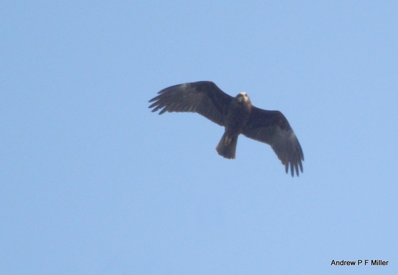 Marsh Harrier