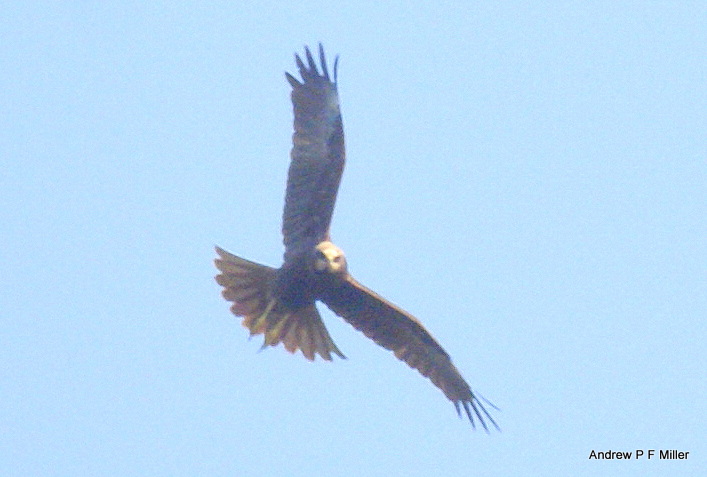 Marsh Harrier
