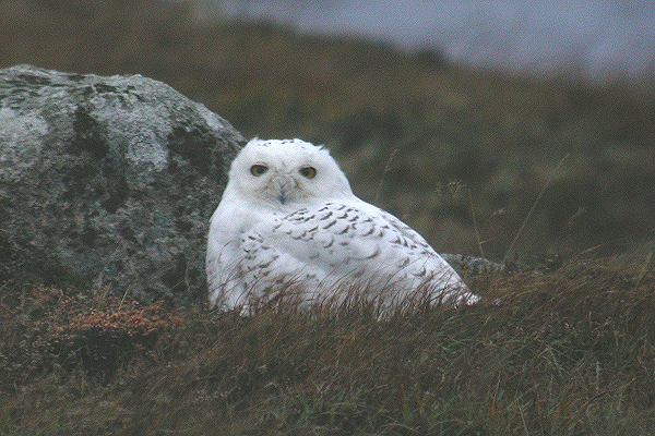 Snowy Owl