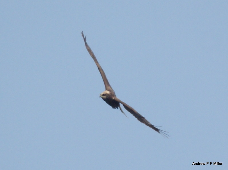Marsh Harrier