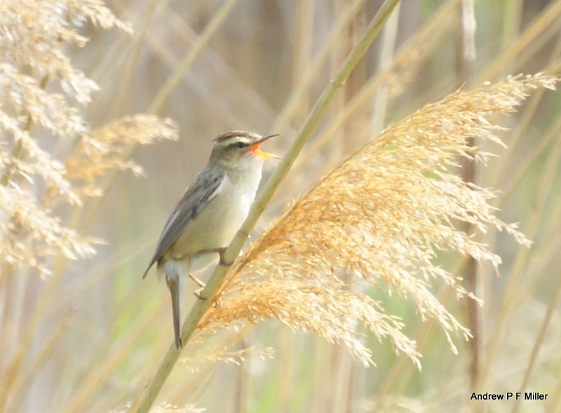 Sedge Warbler