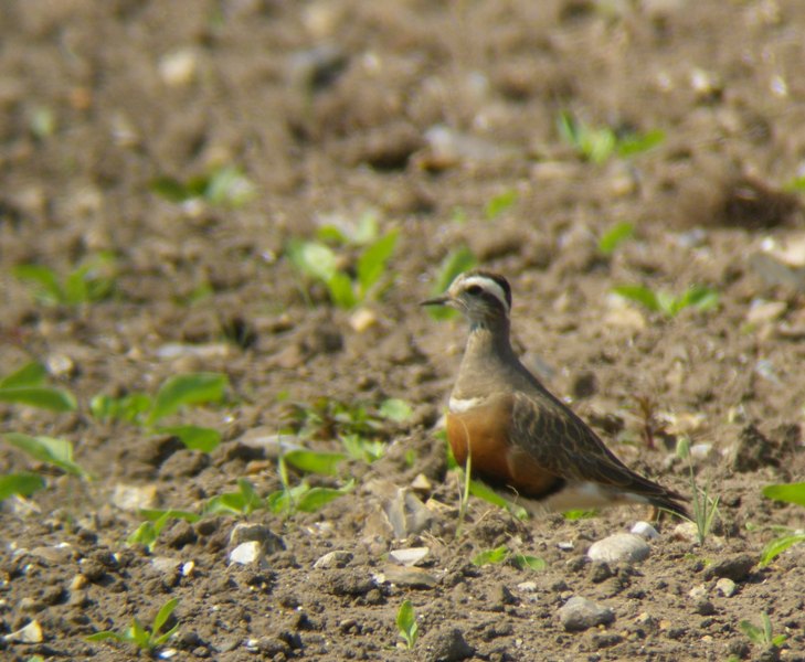 Dotterel