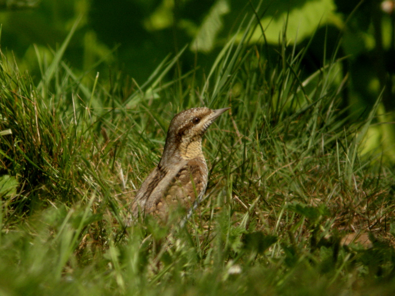 Wryneck