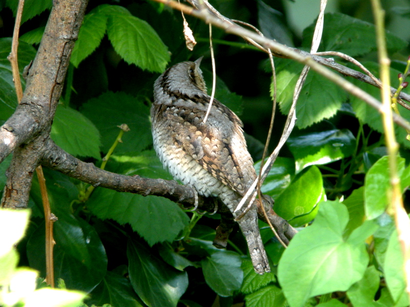 Wryneck