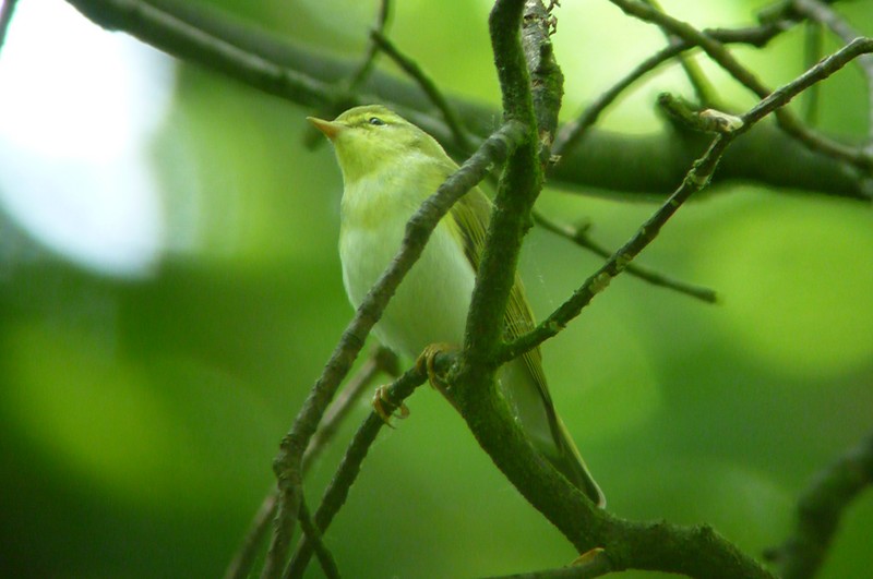 Wood Warbler