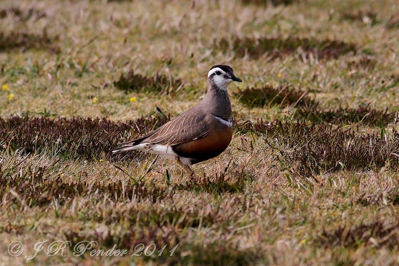 Dotterel