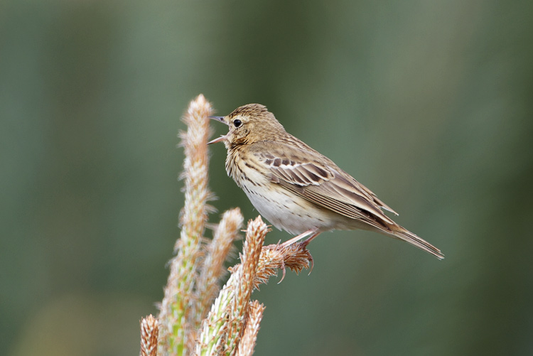 Tree Pipit