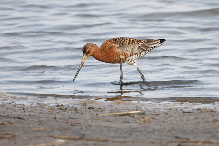 Black-tailed Godwit