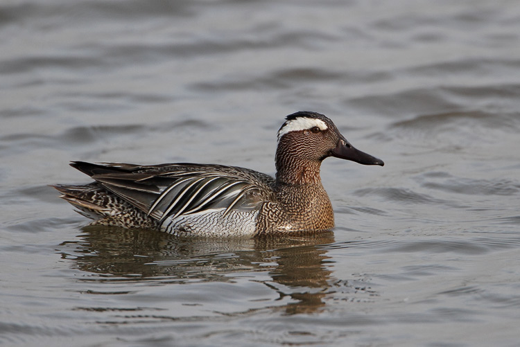Garganey