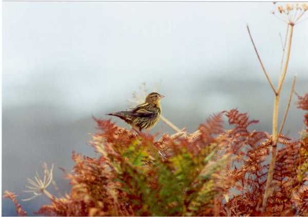 Bobolink