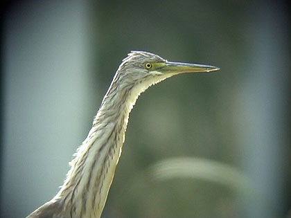 Squacco Heron
