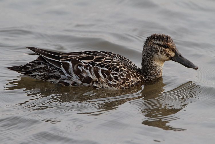 Garganey