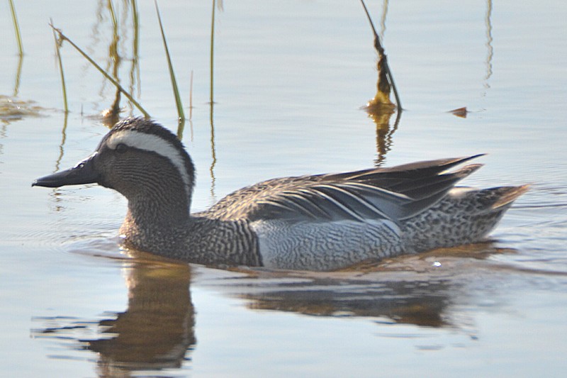 Garganey