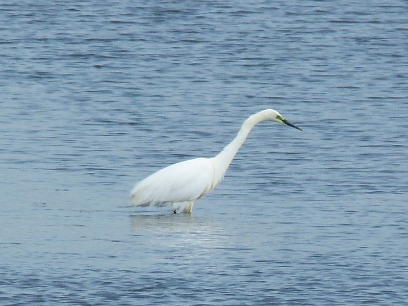 Great White Egret