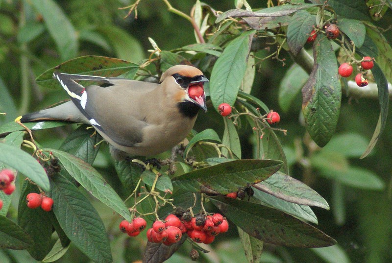 Waxwing