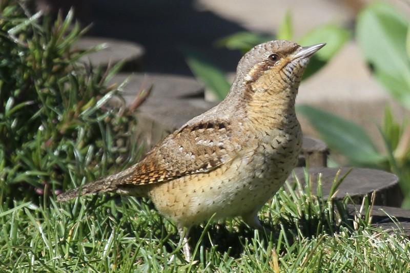Wryneck