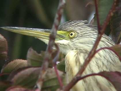 Squacco Heron