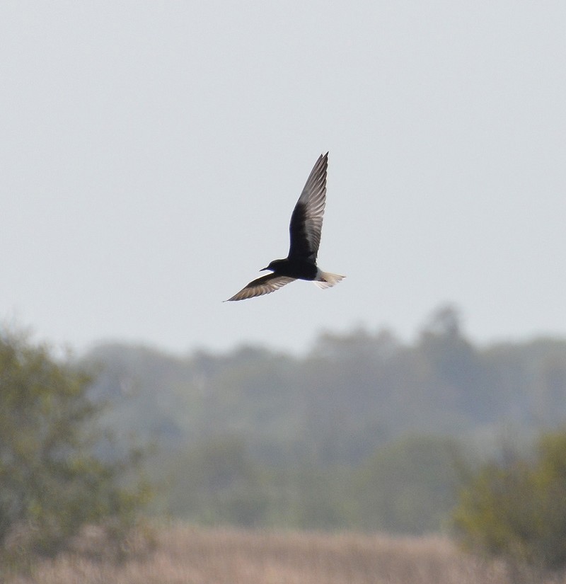 White-winged Black Tern