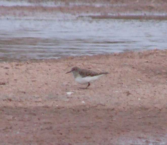 Temminck's Stint