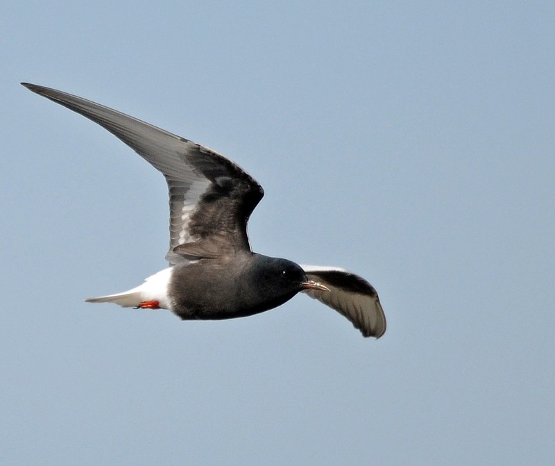 White-winged Black Tern
