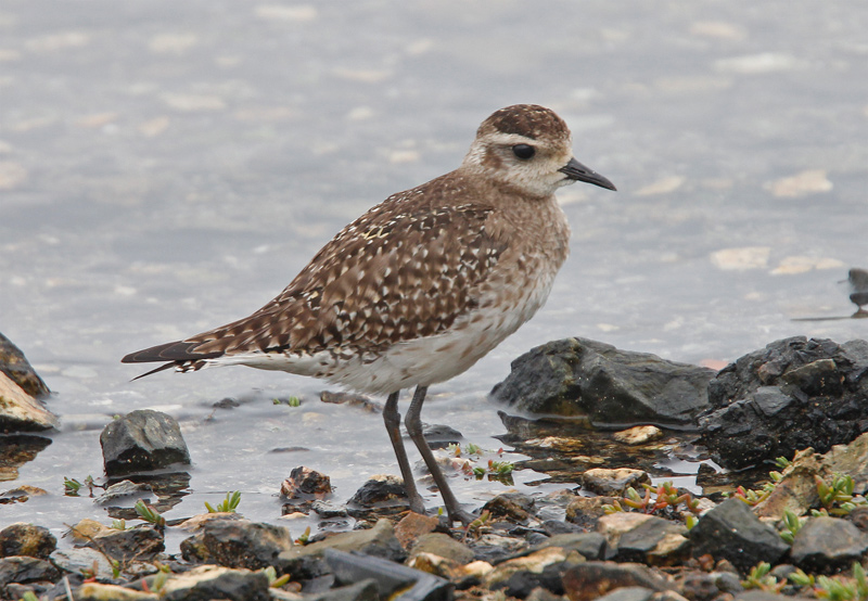 American Golden Plover