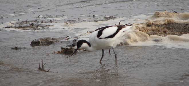 Avocet