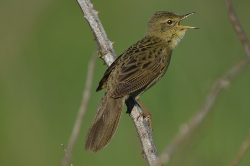 Grasshopper Warbler