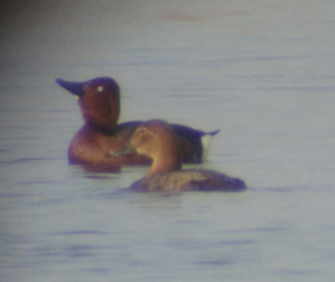 Ferruginous Duck