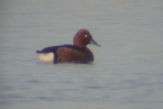 Ferruginous Duck