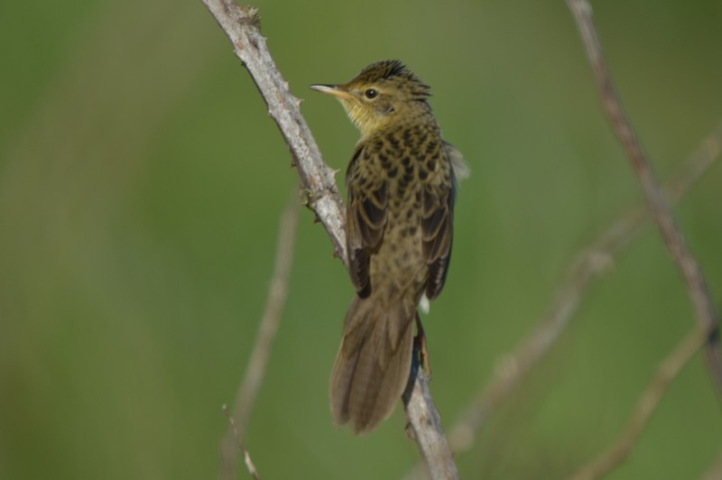 Grasshopper Warbler