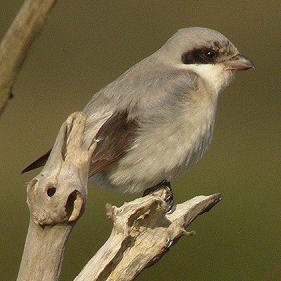 Lesser Grey Shrike