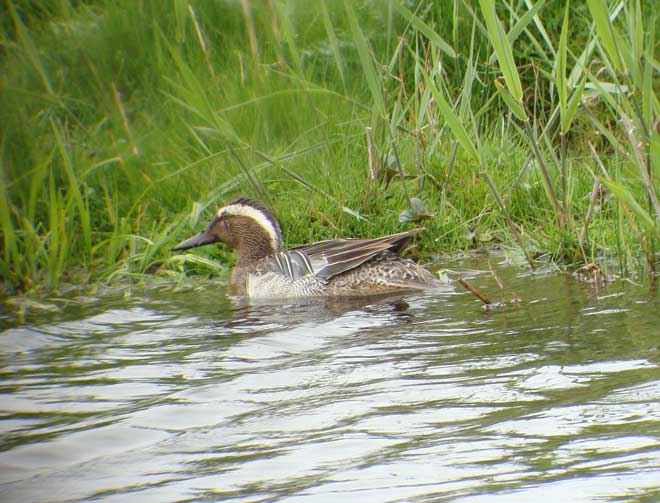 Garganey