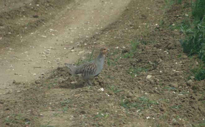 Grey Partridge