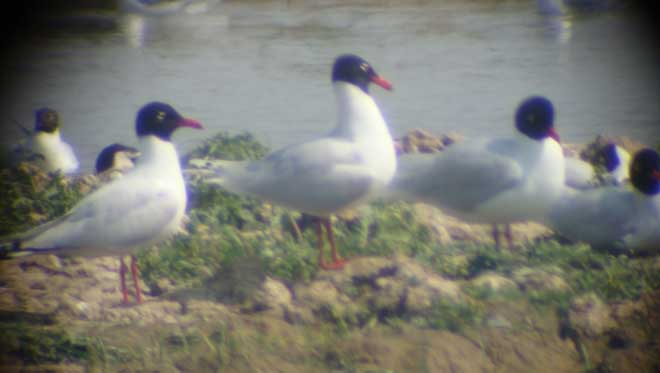Mediterranean Gull