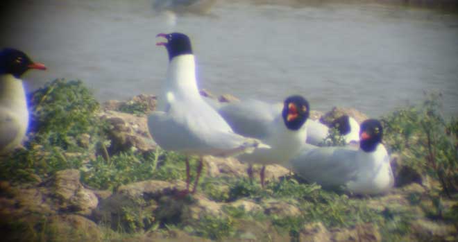Mediterranean Gull