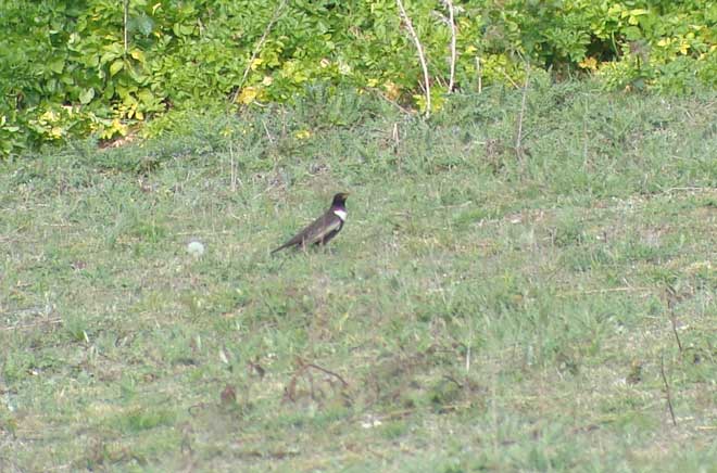 Ring Ouzel