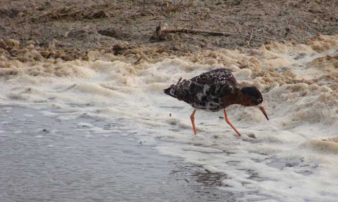 Ruff