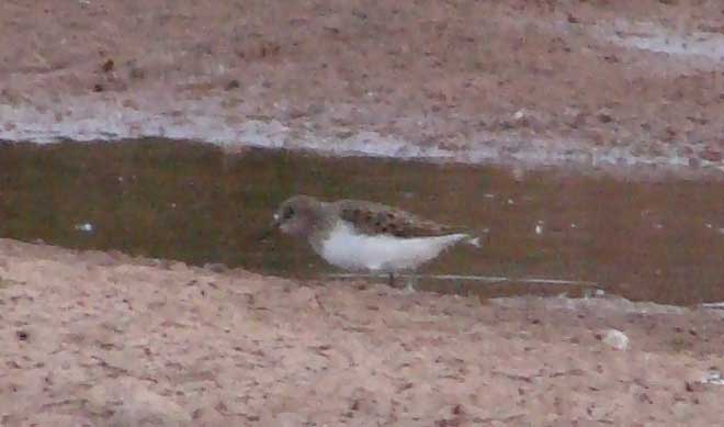 Temminck's Stint
