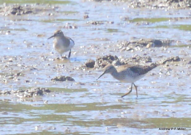 Wood Sandpiper