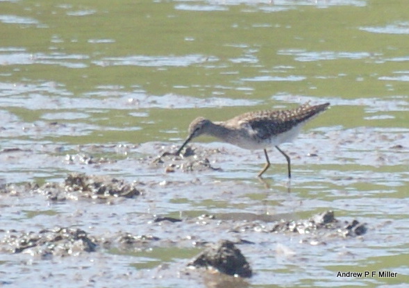 Wood Sandpiper