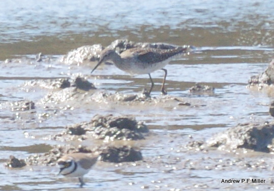 Wood Sandpiper