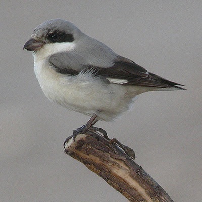 Lesser Grey Shrike