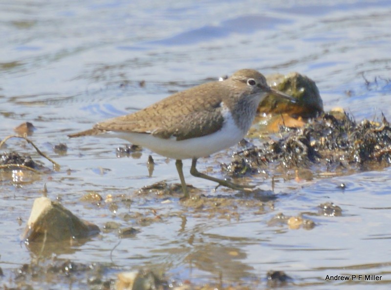 Common Sandpiper