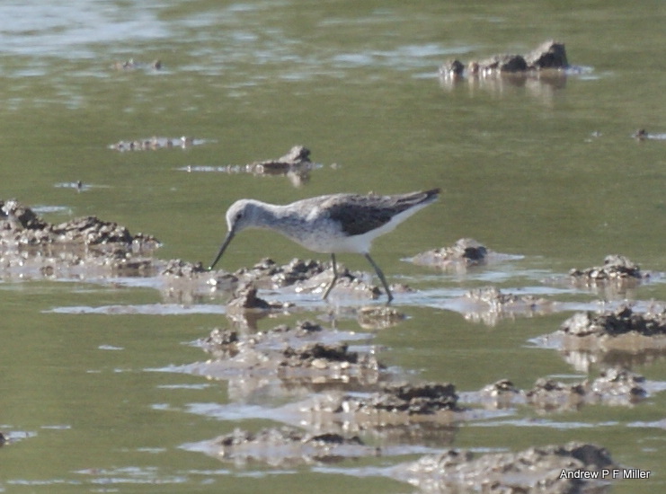 Greenshank