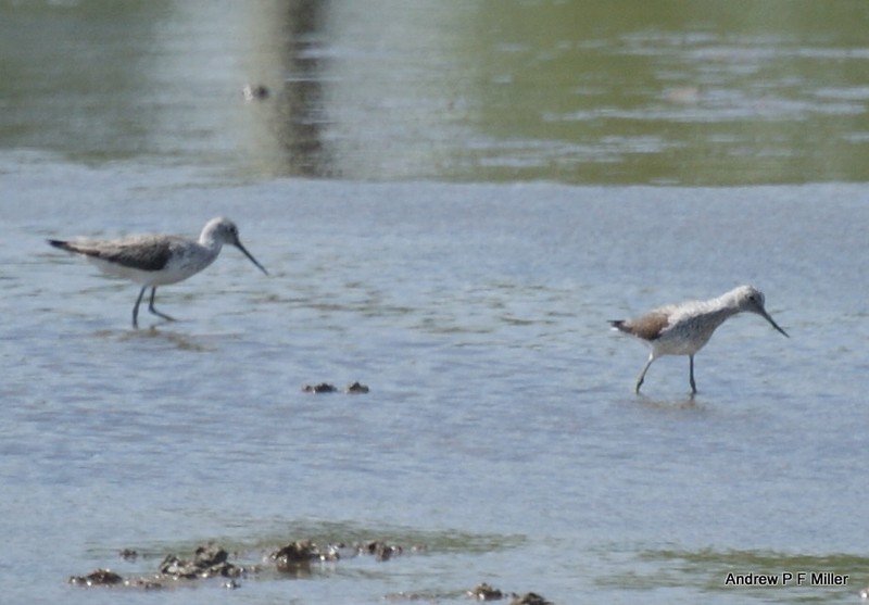 Greenshank