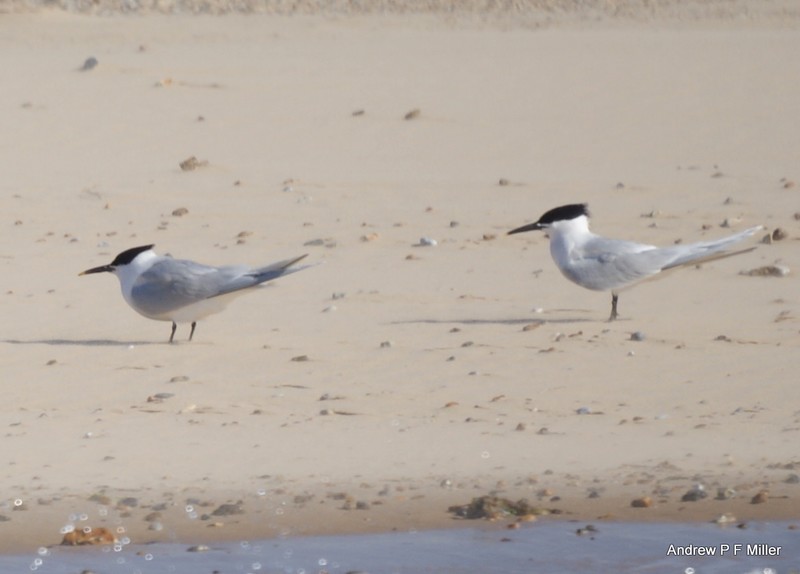 Sandwich Tern