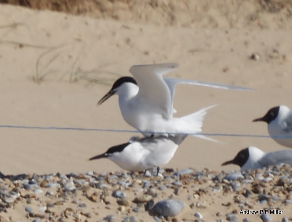 Sandwich Tern