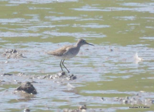 Wood Sandpiper