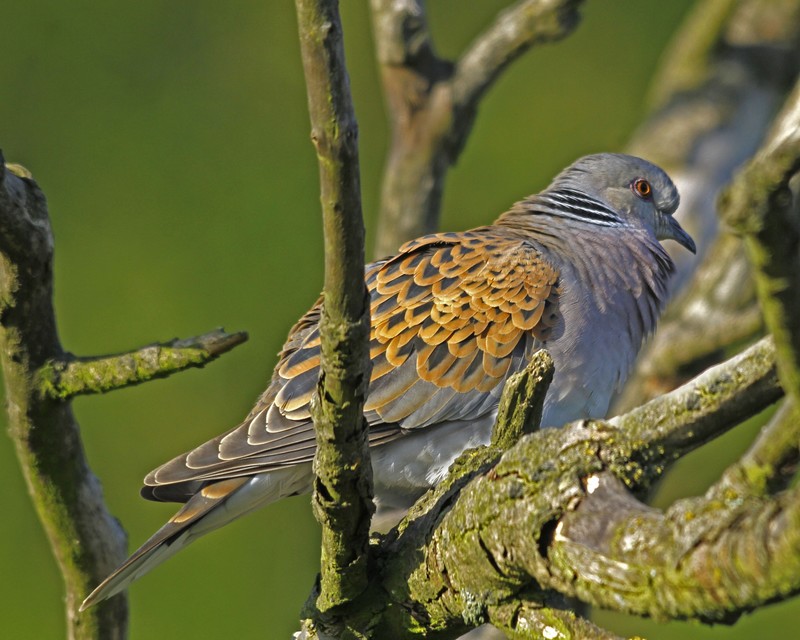 Turtle Dove